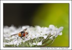 Dati di scatto:

Canon 40D + Sigma 150 APO Macro
1/160 - f/11 - ISO 800
Modalit (M)
Flash con diffusore in plastica
Mano libera - RAW - Leggerissimo crop per comporre

Critiche e suggerimenti sempre apprezzati!