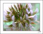 Fiore d'Artificio!