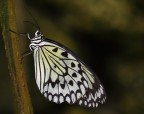 farfalla
