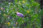 1/4000 sec, F/4,5, ISO 2200, Pentax DA 55-300mm a 120mm su Pentax K20D