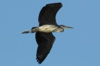 al volo 2