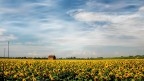 Girasoli