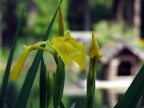 Macro con la Fuji S5500