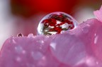 Goccia su petalo di rosa