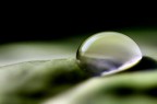 Canon 40D,100mm+tubo estensione,f6,1/250 sec.,-1,5stop,100 iso