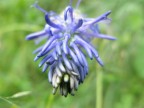 prova macro con Canon power shot A650