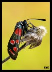 panasonic fz-50 + close up+2
1/15 f8 ISO-100
cavalletto autoscatto