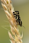 Emmelia trabealis