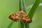 Ematurga atomaria