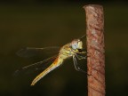 D700 TAMRON 90 MACRO, F20 1/160 ISO 200 FLASH