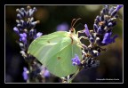 Farfalla