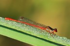 damigella rossa