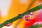Goccia di colore
