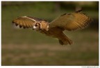 Volando