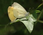 Intimit