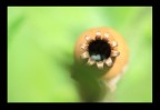 THE BLACK HOLE
