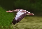 Oca in volo