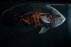 il mio Astronotus Cash