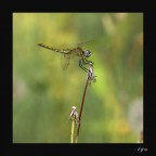 nikon d300
sigma 150 f 2,8
f 4,5
iso 400
s 1/1600