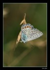 farfalla