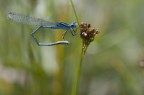 Scattata al lago di Terlago, Nikon D80, Nikon AF 60mm Macro, f8, 1/200, 200iso, monopiede
suggerimenti e critiche sempre ben accetti