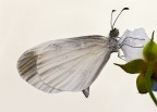 Credo che possa trattarsi di una Cavolaia o Pieride- Pieris brassicae, anche se era molto piccola, circa la met (forse anche meno) di una comune cavolaia, sarei grato agli esperti se possono confermare o meno. 
C e c sono graditi, ciao Elio.
Versione a 2200 px:
http://img20.imageshack.us/img20/3761/cavolaiaopieridepierisb.jpg