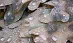 Il temporale di qualche sera prima aveva staccato
questo rametto di quercia che, ricoperto di rugiada mi  sembrato
irresistibile

Nikon D700 + Sigma 180 mm

F 22 1 sec ISO 200

Versione a 1100 px.

http://www.omarcapelli.com

Commenti sempre graditi