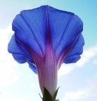 Fiore di Calystegia