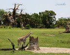 Giraffa nana...