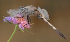 Libellula