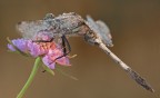 C e c sono graditi, ciao Elio
Canon 1 Ds mk III - Canon 180 macro - iso 100 - f 14 - t 1/6s - tripoide - scatto remoto - flash di schiarita riflesso
Versione a 2200 px:
http://img22.imageshack.us/img22/9002/libellula2200.jpg