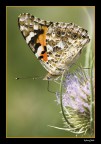 farfalla