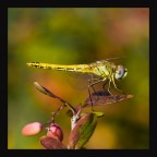 Nikon d300
sigma 150 f2,8
f 7,1
iso 200
s 1/250