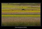 linee cromatiche