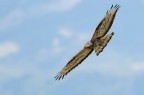 Falco Pecchiaiolo 5