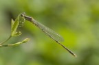 nikon D80, nikon 60mm AF micro, f8, 1/320, ISO 200