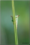Cicalina bufalo