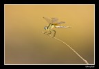 libellula...