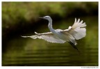 Volo