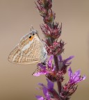 farfallina