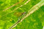 Acque cristalline per la deposizione della calopterix
