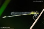 Libellula 2