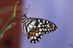 macro farfalla