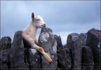In Irlanda nel 1999.

Tutte le altre erano a terra a brucare, mentre questo ... si faceva gli affari suoi.

Diapositiva scannerizzata con Plustek OpticFilm 7200i.