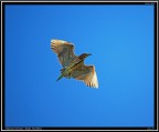 Nitticora # 1 - giovane in volo