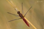 Crocothemis erythraea vista dall'alto