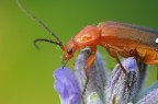 Insettino su lavanda