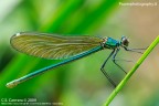 Libellula 3