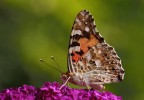 Farfalla