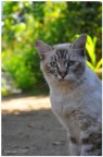 ... un gatto con degli occhi meravigliosi!